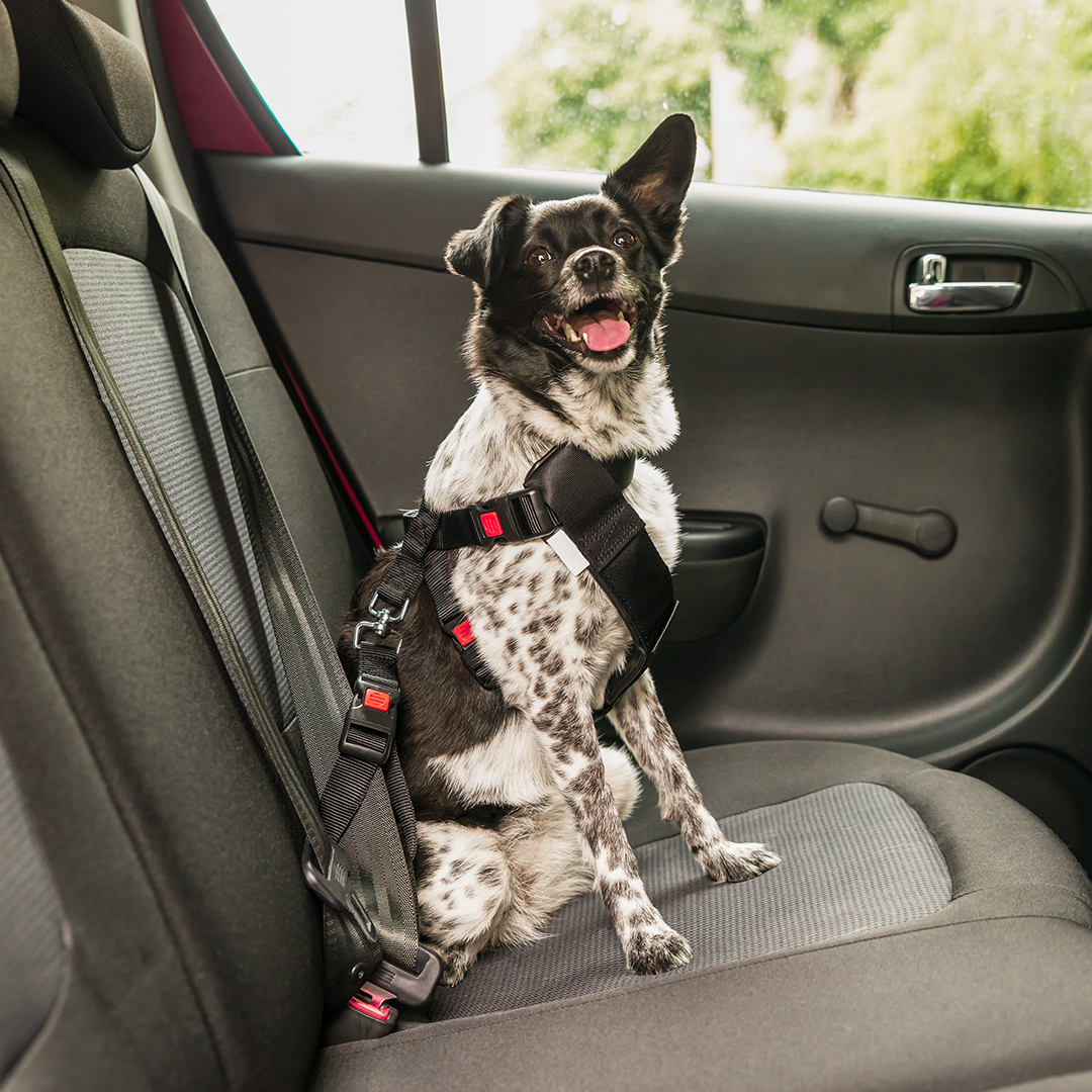 Chiens attaché avec un harnais